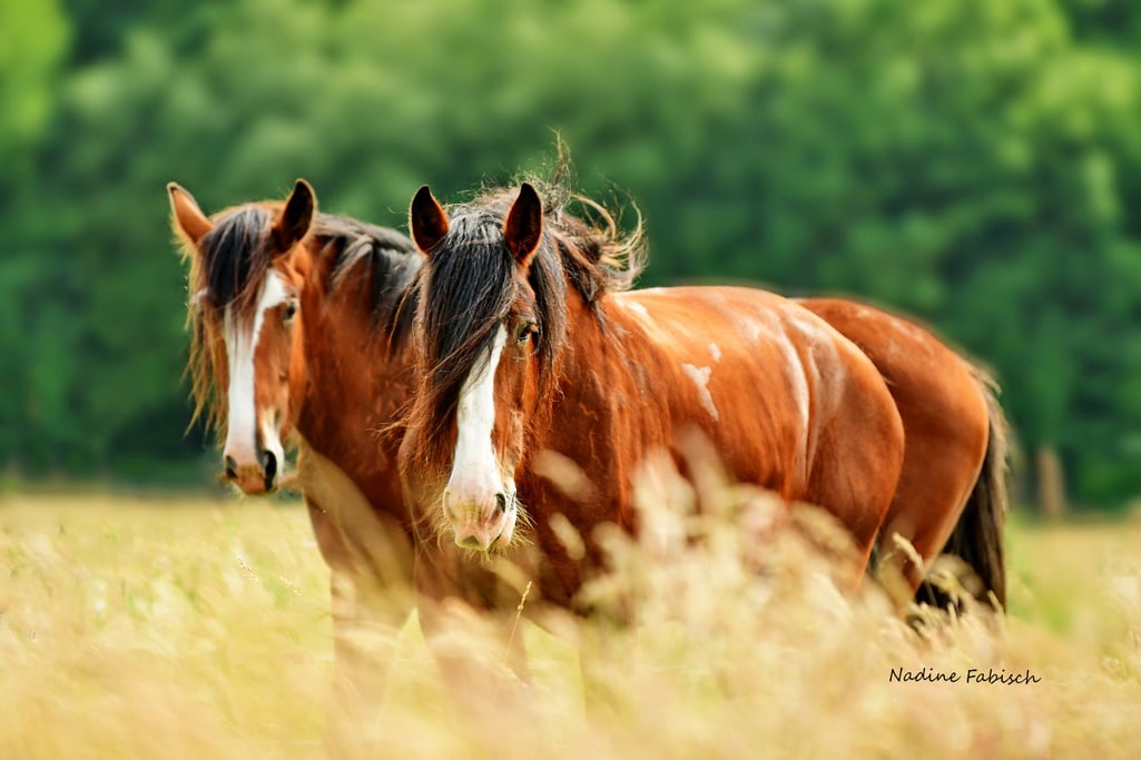 Shire Horses – Hero Bild
