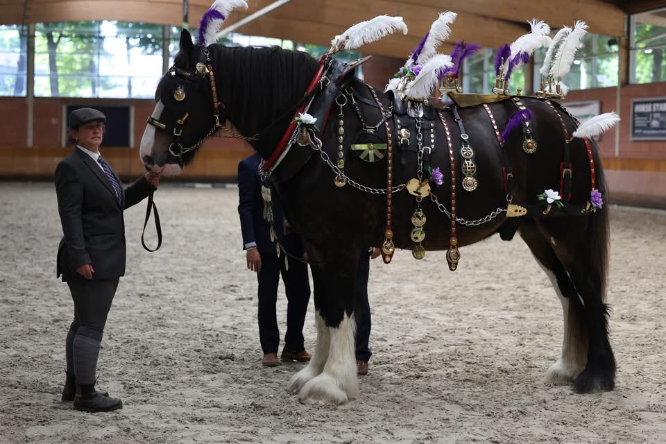 Jester mit dem Harness